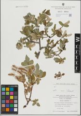 Foto von Salix hastata L.